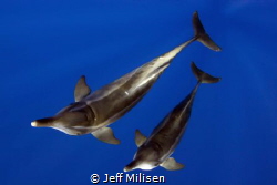 A pair of rough-toothed dolphins came in to investigate a... by Jeff Milisen 